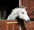 Photos : Horse in stable