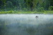 Foto: Misty Morning Landscape Misty Morning Landscape