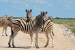 zebras on road zebras on road