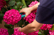 Podando hortensias