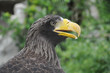 Seeadler
