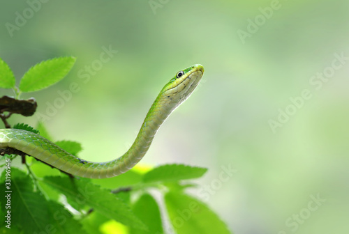 Photo: green snake green snake