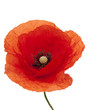 poppy