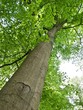 Herzlicher Baum