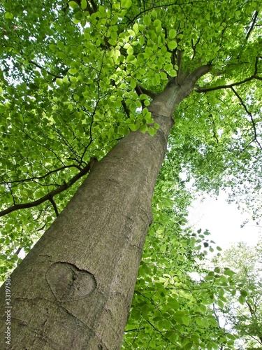 Photo: Herzlicher Baum Herzlicher Baum