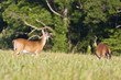 deer
