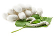 Silk Cocoons with Silkworm