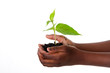 Plant in child hands