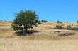 Petit air de savane