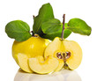 arrangement of quince with seeds and grean leaves arrangement of quince with seeds and grean leaves