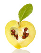 sliced small quince with green leaf and seeds sliced small quince with green leaf and seeds