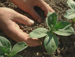 hoeing beans seedlings
