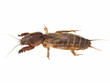 Mole cricket isolated on white background (Gryllotalpidae) Mole cricket isolated on white background (Gryllotalpidae)