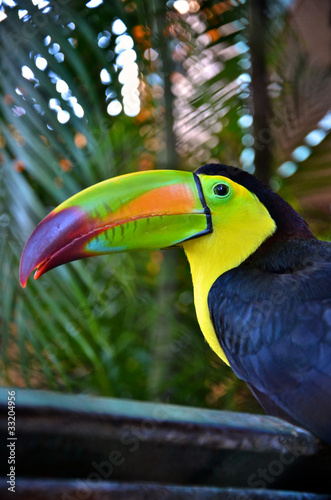 Foto: Colorful toucan bird in Mexico Colorful toucan bird in Mexico