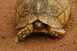 TARTARUGA