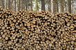 Holzstapel, Kiefer