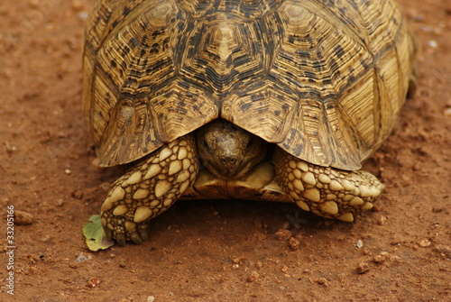 Photo: TARTARUGA TARTARUGA