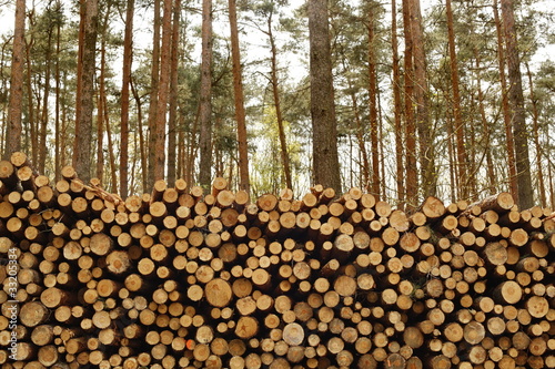 Foto: Holzstapel, Kiefer, Wald Holzstapel, Kiefer, Wald