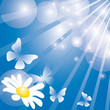 Summer background with butterflies and flower