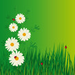 Daisies and ladybugs Daisies and ladybugs