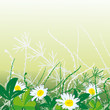 White camomiles in green grass White camomiles in green grass