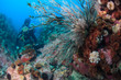 hydroids under water in sea of japan and diver in background