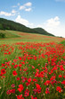 Mohnfeld