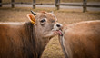 One calf cleaning another calf One calf cleaning another calf