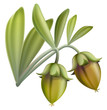 Jojoba fruit. Vector illustration.