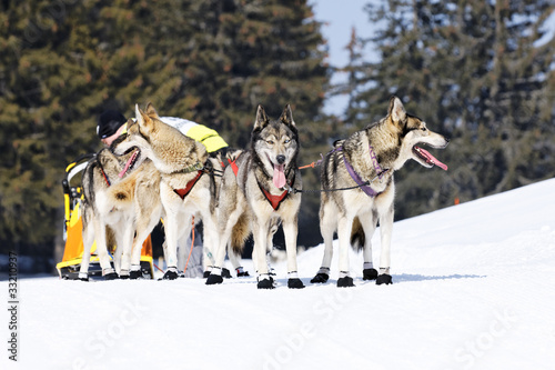 Photo: husky race on alpine mountain in winter husky race on alpine mountain in winter