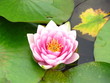蓮の花