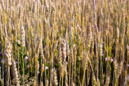 Photo: Ripe wheat stalks © Yancho Zapryanov #33213368