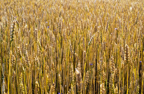 Photo: Ripe wheat stalks © Yancho Zapryanov #33213385