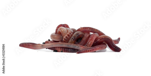 Photo: Worms Worms