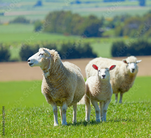 Foto: Sheep on the farm Sheep on the farm