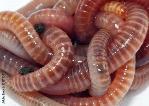 Photo: Worms Worms