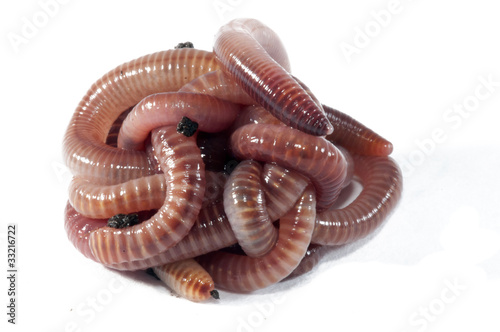 Photo: Worms Worms
