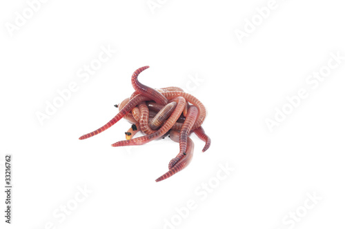 Photo: Worms Worms