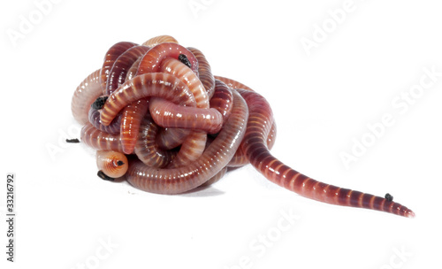 Photo: Worms Worms