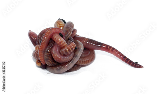 Photo: Worms Worms