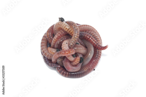 Photo: Worms Worms
