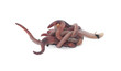 Worms