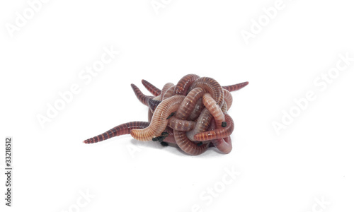 Photo: Worms Worms