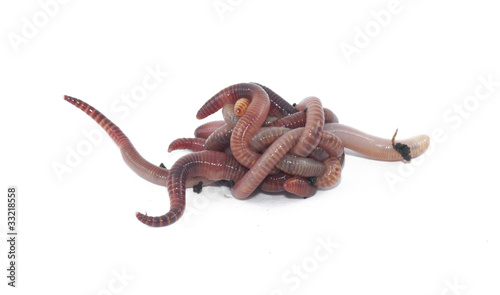 Photo: Worms Worms