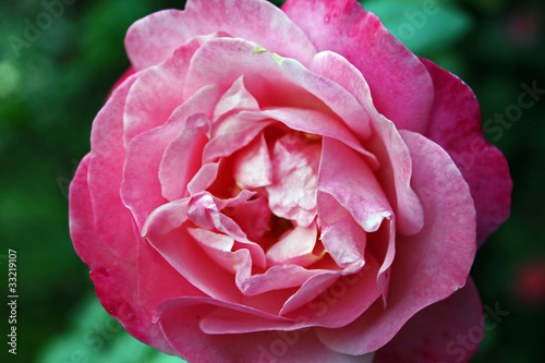 Foto: Strauchrose "Mein schöner Garten" Strauchrose "Mein schöner Garten"