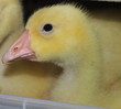12-days old gosling (she)