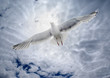 Photo: Seagull soaring over the sea on the background of the cloudy sky Seagull soaring over the sea on the background of the cloudy sky