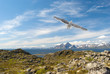Photo: Gull over the Norwegian island Gull over the Norwegian island