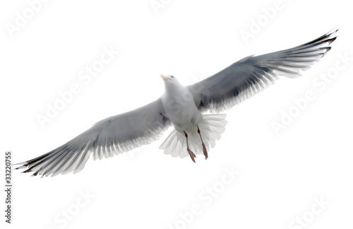 Photo: Isolated seagull on the white background Isolated seagull on the white background