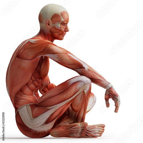 Illustration: anatomy, muscles anatomy, muscles